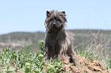 CAIRN TERRIER 253